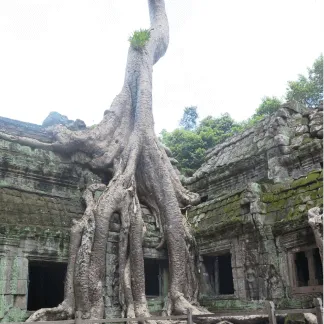 Ta Prom temple overgrown with a tree